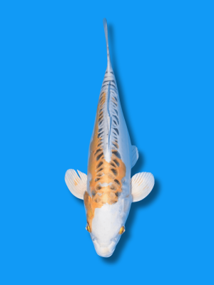 Doitsu Hariwake | Koi&Co.